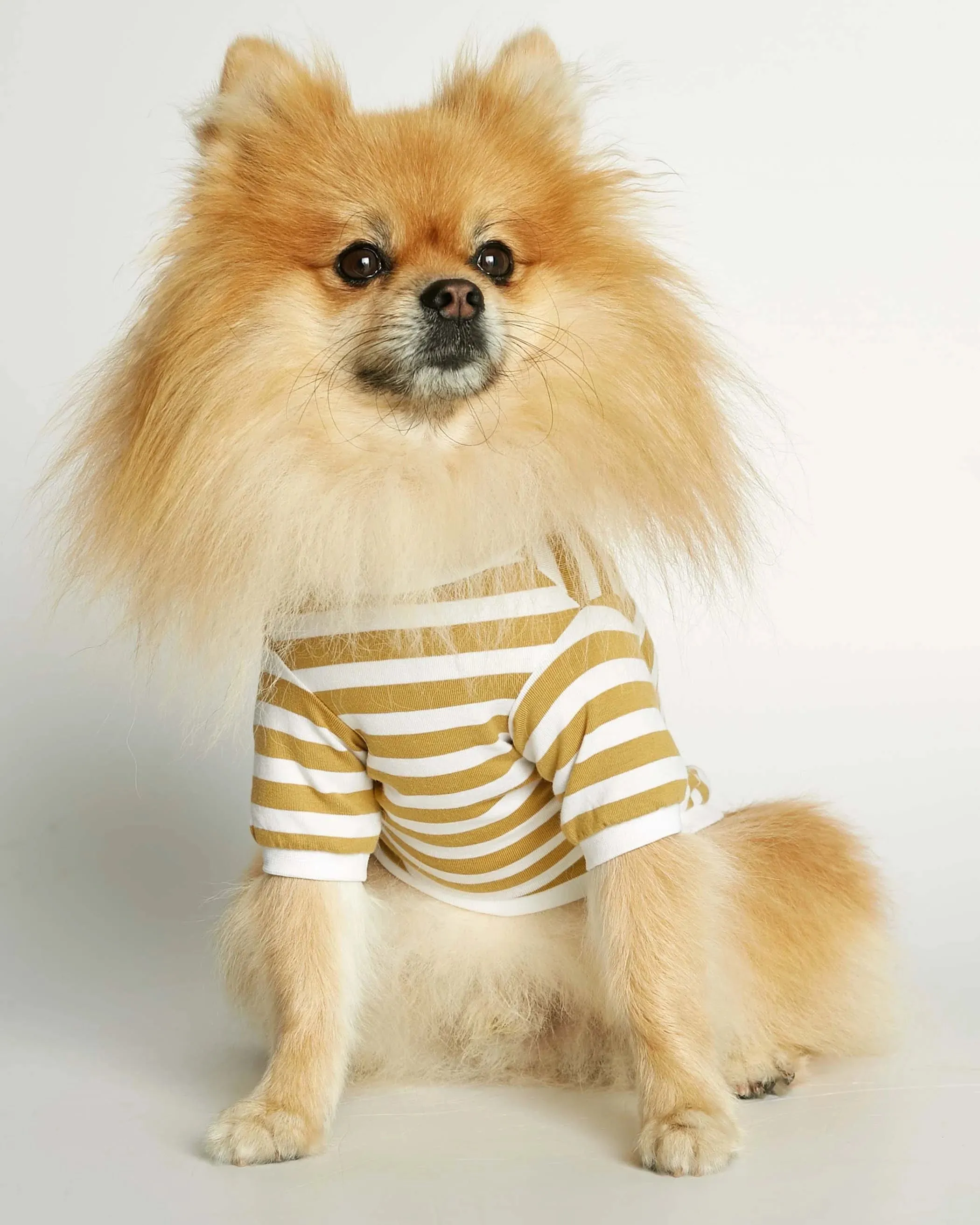 David Yellow Organic Cotton Dog T-shirt