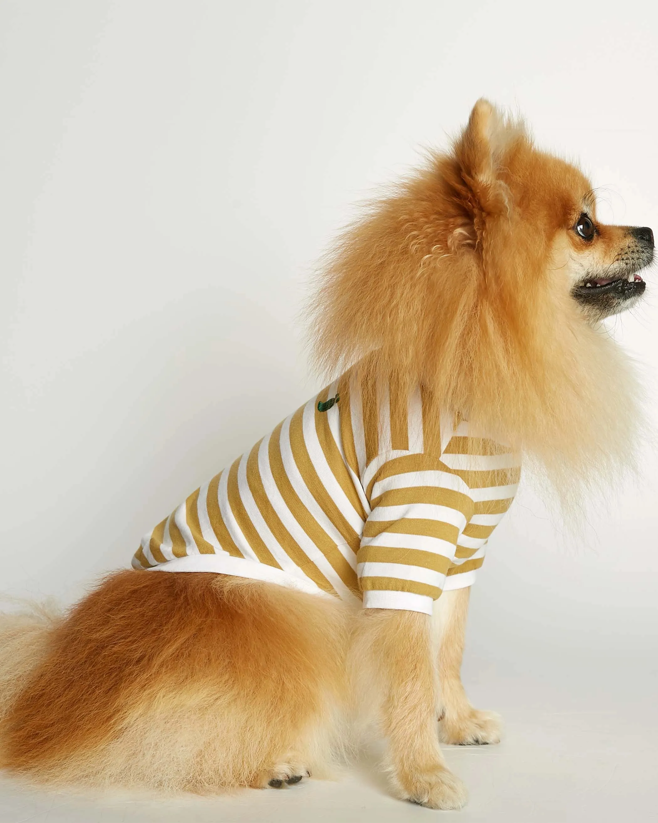 David Yellow Organic Cotton Dog T-shirt